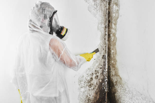 Mold Removal and Inspection in Warminster Heights, PA