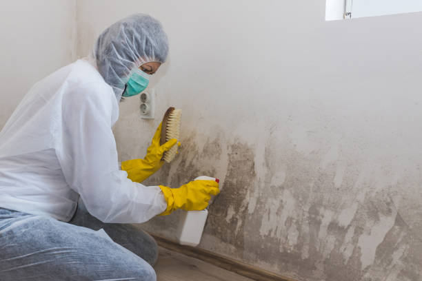Best Office Mold Removal Services  in Warminster Heights, PA