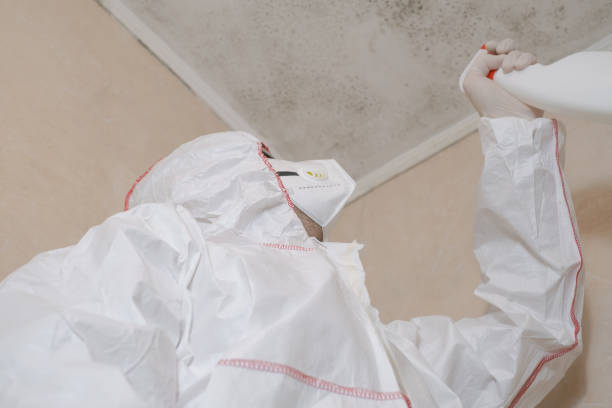 Best Attic Mold Removal  in Warminster Heights, PA