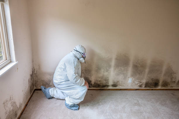 Best Mold Testing  in Warminster Heights, PA