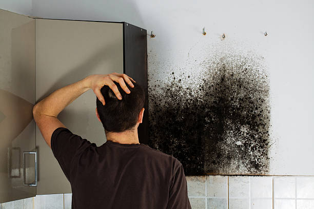Best Fast Mold Removal  in Warminster Heights, PA