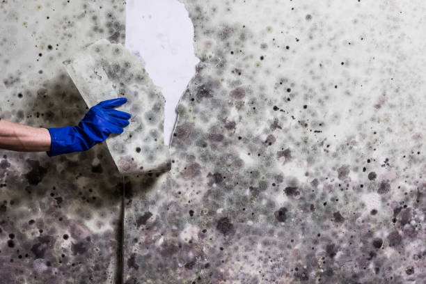 Best Mold Removal and Inspection  in Warminster Heights, PA